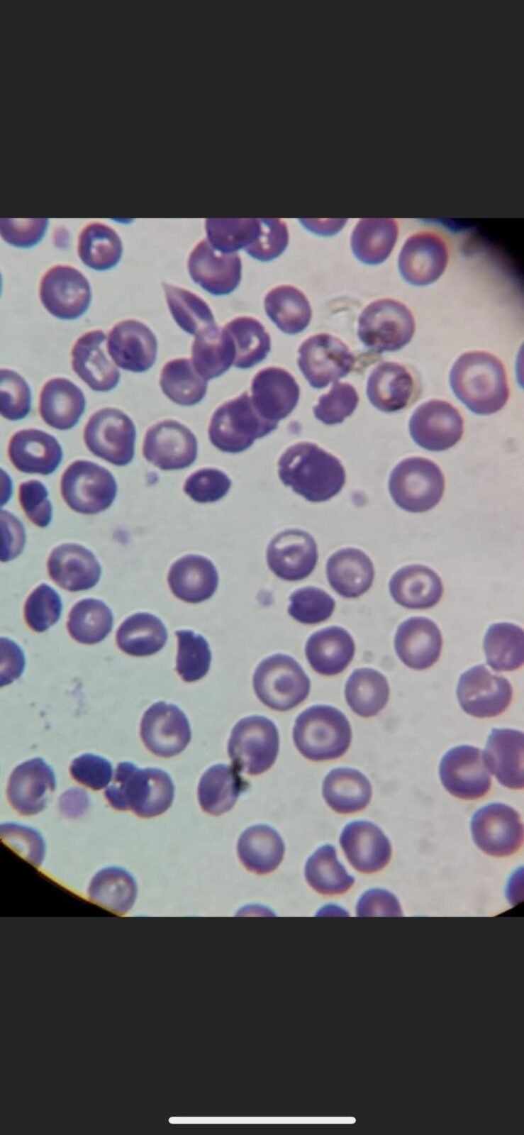 E559D1E0-BA82-466F-99D4-63752568DDAD